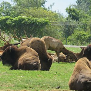 Bison and American elk