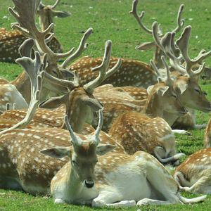 Fallow deer