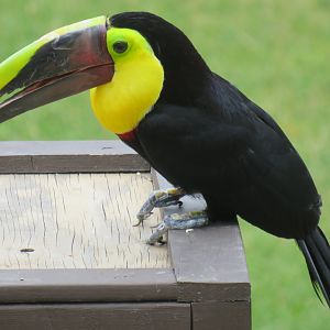 Chestnut-mandibled toucan