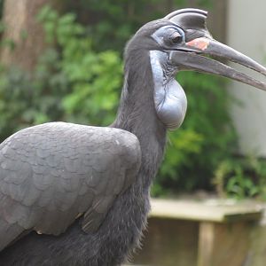 Abyssinian ground hornbill