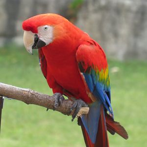 Scarlet macaw