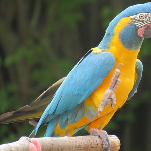 Blue-throated macaw
