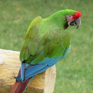 Military macaw