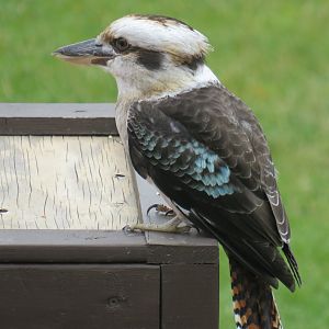 Laughing kookaburra