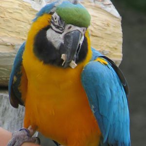 Blue-and-yellow macaw