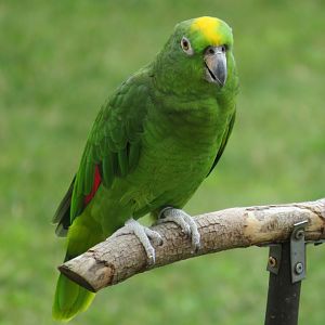 Yellow-crowned amazon