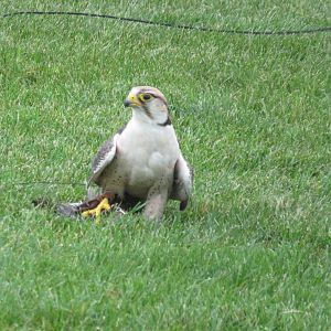 Lanner falcon