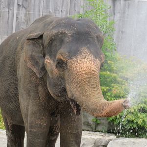 Asian elephant spraying water out of trunk