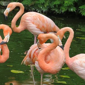 American flamingoes