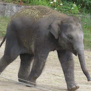 Asian elephant calf