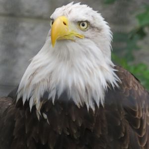 Bald eagle