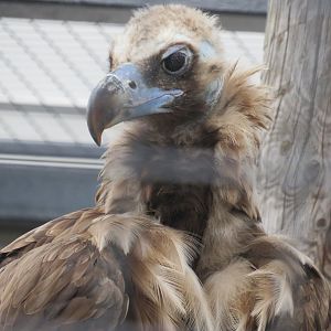 Cinereous vulture