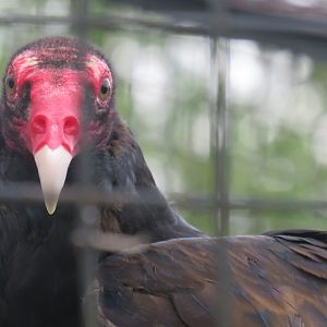 Turkey vulture