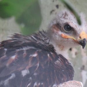 Young ferruginous hawk