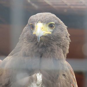 Harris' hawk