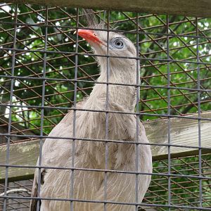 Red=legged seriema