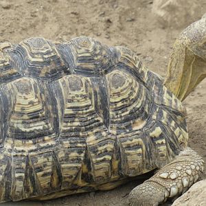 Leopard tortoise