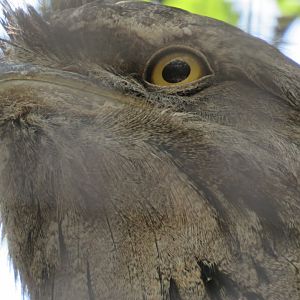 Tawny frogmouth