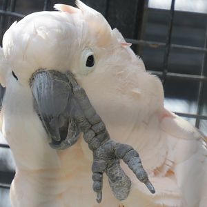 Moluccan cockatoo