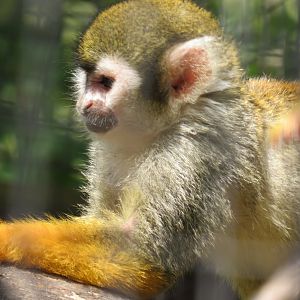 Common squirrel monkey