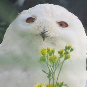 Snowy owl