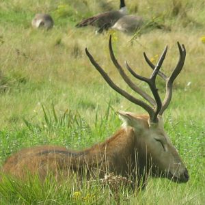 Pere David's deer