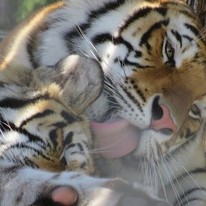 Tigers