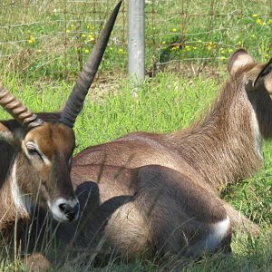 Waterbuck