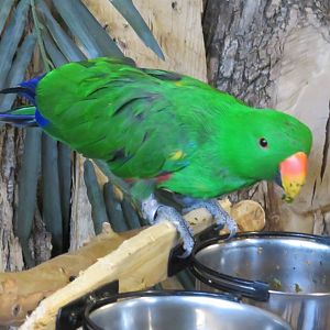 Eclectus parrot