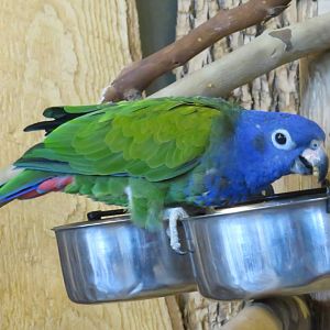 Blue-headed pionus