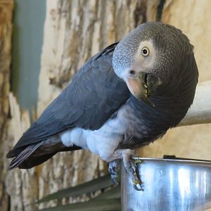 Timneh grey parrot
