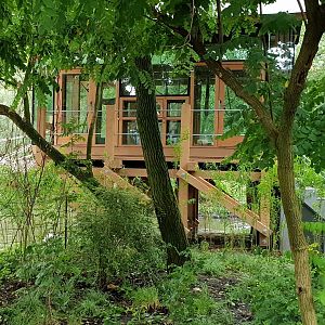 Indoor-enclosure Spider monkey