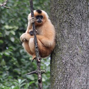 Golden-cheeked gibbon with young