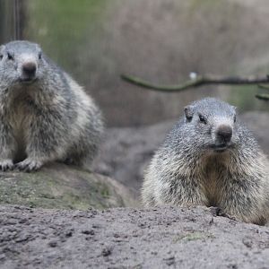 Alpine marmots
