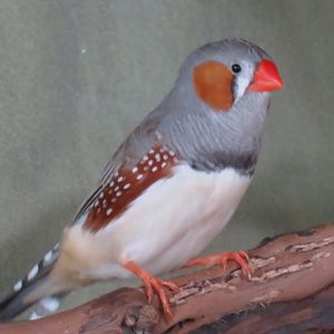 Zebra finch