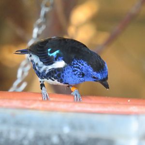 Turquoise tanager