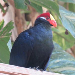 Violaceous turaco