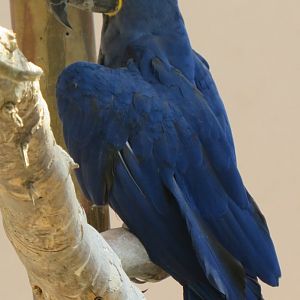 Hyacinth macaw
