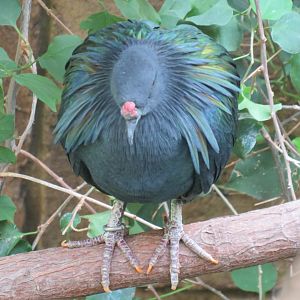 Nicobar pigeon