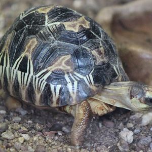 Juvenile Radiated tortoise