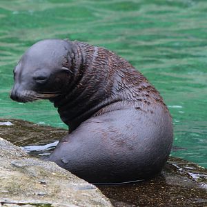 Californian sea-lion pup