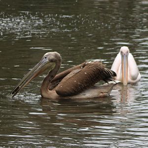 Juvenile Great white pelican