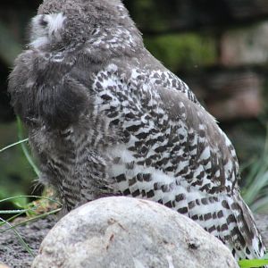 Young Snowy owl