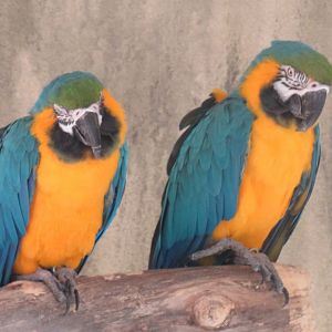 Blue-and-yellow macaws