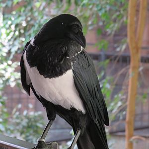 Pied crow
