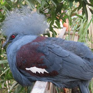 Western crowned pigeon?