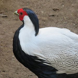 Silver pheasant