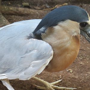 Boat-billed heron