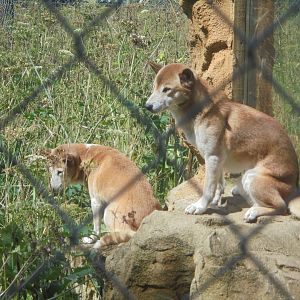 New Guinea Singing Dog.