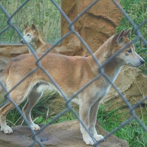 New Guinea Singing Dog.